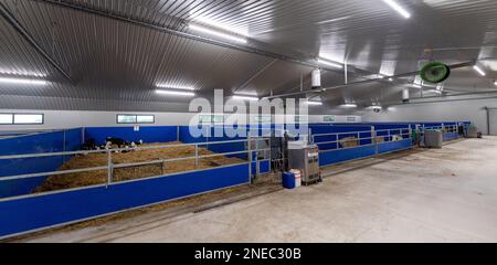 Gesunde Milchkälber auf Strohbett in einem speziell entworfenen Stall. Cumbria, Großbritannien. Stockfoto