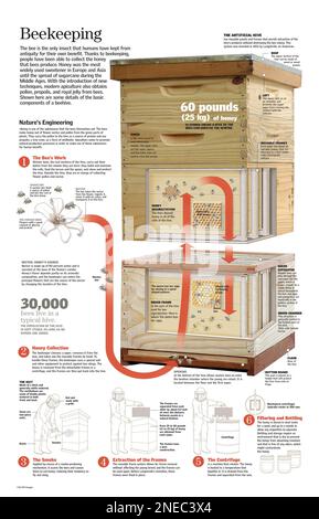 Infografik zur Imkerei oder Imkerei und Honigerzeugung in einem künstlichen Bienenstock. [QuarkXPress (.qxp); 6259x4015]. Stockfoto