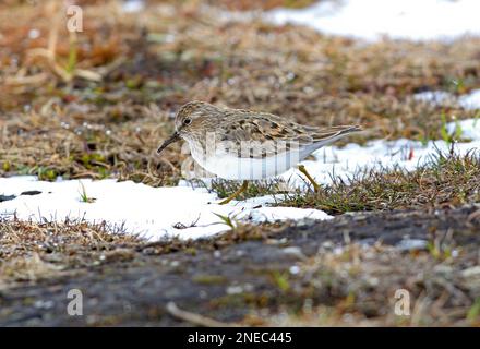 Temmincks Stint (Calidris temminckii), Erwachsener, der im Schnee auf dem Zuchtmoor Hardanger Vidda, Norwegen, spaziert Juni Stockfoto