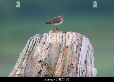 Temminck-Stint (Calidris temminckii), Erwachsener, hoch oben auf Baumstumpf im Feuchtgebiet Trondheim Fjord, Norwegen Juni Stockfoto