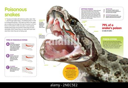 Infografik über Giftschlangen: Die Art, Gift zu injizieren oder zu spucken, und die Anatomie von Mund und Kiefer. [QuarkXPress (.qxp); Adobe InDesign (.indd); 4960x3188]. Stockfoto
