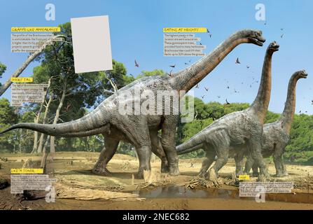 Infografiken über die Besonderheiten und alimentären Gewohnheiten des Brachiosaurus, eines pflanzenfressenden Dinosauriers aus der Jurassezeit. [QuarkXPress (.qxp); 4842x3248]. Stockfoto
