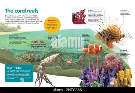 Infografik über die Korallenriffe und die verschiedenen Meerestiere, die sich in ihrer Umgebung entwickeln. [QuarkXPress (.qxp); Adobe InDesign (.indd); 4960x3188]. Stockfoto