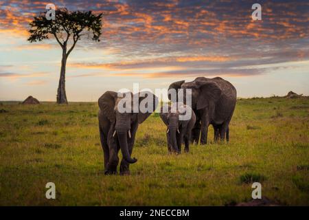 Elefantenfamilie mit einem Baby, das bei Sonnenuntergang in Maasai Mara, Kenia, spaziert Stockfoto