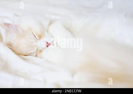 Flauschig, cremefarben, Puppengesicht Perserkätzchen schläft auf einer weißen Decke. Stockfoto