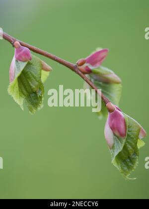 Die jungen Blätter des Linden-Baumes Stockfoto