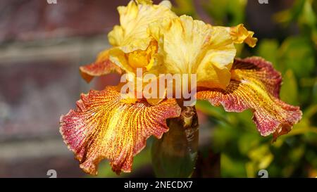 Großer Tigerhai Bärtige Iris Blüte und Stiel Frühlingsfarben Gelb Rot Orange Grüne Blumenzwiebeln einzigartige Arten Stockfoto