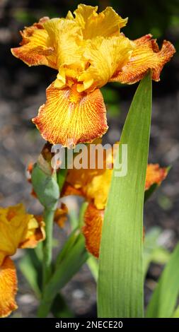 Großer Tigerhai Bärtige Iris Blüte und Stiel Frühlingsfarben Gelb Rot Orange Grüne Blumenzwiebeln einzigartige Arten Stockfoto