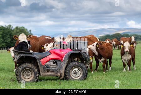 Hereford-Rinder versammelten sich um ein Quad, auf dem ein Border Collie-Hund saß. Cumbria, Großbritannien. Stockfoto