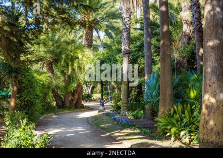 Blick auf den Genovese Park (Parque Genovés), historischer Garten im Zentrum von Cadiz, Costa de la Luz, Andalusien, Spanien. Stockfoto