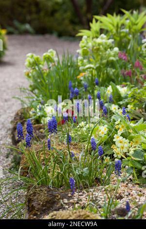 Frühlings-Cottage-Garten mit Traubenhyazinthen und Primrosen Stockfoto