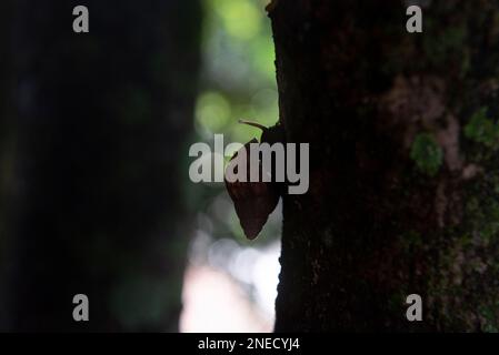 Silhouette der Riesenschnecke (Achatina fulica) auf dem Baumstamm. Durch das Tragen des Lungenwurms der Parasiten der Ratte ein ernstes Gesundheitsrisiko für den Menschen darstellen, Stockfoto