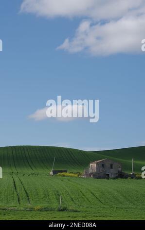 Frühling in der Landschaft von Lower Molise mit noch grünem Weizen, einem alten Bauernhaus, blauem Himmel und einigen Wolken, um die Szene zu vervollständigen Stockfoto