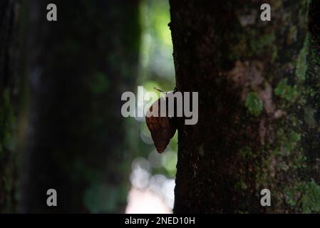 Silhouette der Riesenschnecke (Achatina fulica) auf dem Baumstamm. Durch das Tragen des Lungenwurms der Parasiten der Ratte ein ernstes Gesundheitsrisiko für den Menschen darstellen, Stockfoto