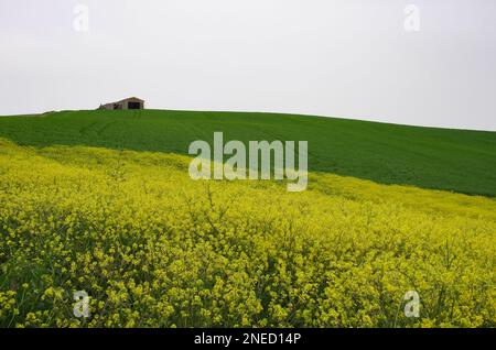 Frühling in der Landschaft von Lower Molise mit dem noch grünen Weizen, einem alten Bauernhaus, dem blauen Himmel und dem Gelb der Wildblumen Stockfoto