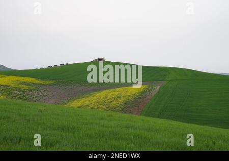 Frühling in der Landschaft von Lower Molise mit dem noch grünen Weizen, einem alten Bauernhaus, dem blauen Himmel und dem Gelb der Wildblumen Stockfoto