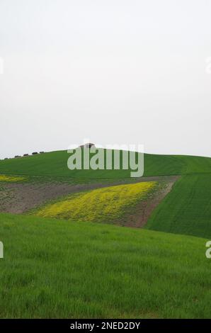 Frühling in der Landschaft von Lower Molise mit dem noch grünen Weizen, einem alten Bauernhaus, dem blauen Himmel und dem Gelb der Wildblumen Stockfoto