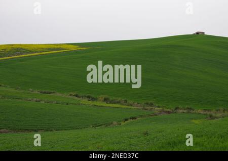 Frühling in der Landschaft von Lower Molise mit dem noch grünen Weizen, einem alten Bauernhaus, dem blauen Himmel und dem Gelb der Wildblumen Stockfoto