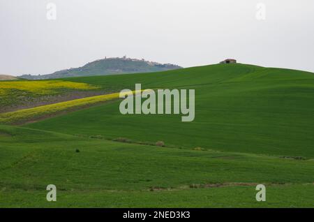 Frühling in der Landschaft von Lower Molise mit dem noch grünen Weizen, einem alten Bauernhaus, dem blauen Himmel und dem Gelb der Wildblumen Stockfoto