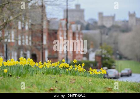 Windsor, Großbritannien. 16. Februar 2023. Wunderschönes Narzissenbett in Windsor mit Windsor Castle im Hintergrund in Berkshire im Vereinigten Königreich. Kredit: Peter Nixon / Alamy Live News Stockfoto