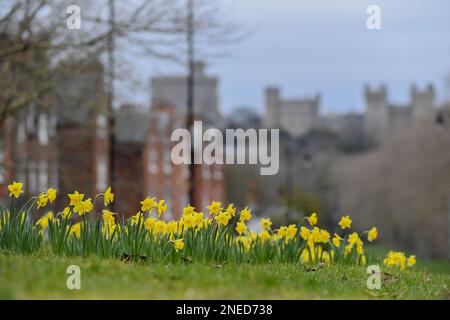 Windsor, Großbritannien. 16. Februar 2023. Wunderschönes Narzissenbett in Windsor mit Windsor Castle im Hintergrund in Berkshire im Vereinigten Königreich. Kredit: Peter Nixon / Alamy Live News Stockfoto