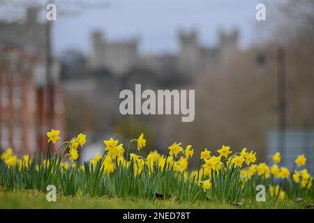 Windsor, Großbritannien. 16. Februar 2023. Wunderschönes Narzissenbett in Windsor mit Windsor Castle im Hintergrund in Berkshire im Vereinigten Königreich. Kredit: Peter Nixon / Alamy Live News Stockfoto