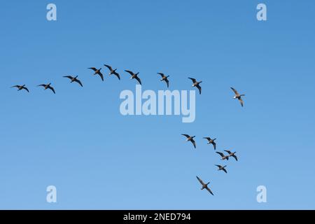 Brent Gänse, Branta bernicla, Herde, die in V-Formation fliegt, Sussex, Großbritannien, Februar Stockfoto