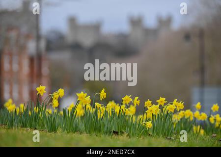 Windsor, Großbritannien. 16. Februar 2023. Wunderschönes Narzissenbett in Windsor mit Windsor Castle im Hintergrund in Berkshire im Vereinigten Königreich. Kredit: Peter Nixon / Alamy Live News Stockfoto