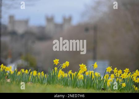 Windsor, Großbritannien. 16. Februar 2023. Wunderschönes Narzissenbett in Windsor mit Windsor Castle im Hintergrund in Berkshire im Vereinigten Königreich. Kredit: Peter Nixon / Alamy Live News Stockfoto