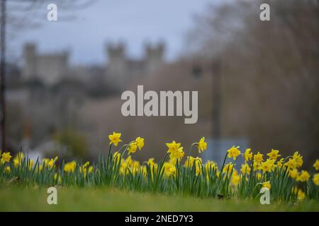 Windsor, Großbritannien. 16. Februar 2023. Wunderschönes Narzissenbett in Windsor mit Windsor Castle im Hintergrund in Berkshire im Vereinigten Königreich. Kredit: Peter Nixon / Alamy Live News Stockfoto