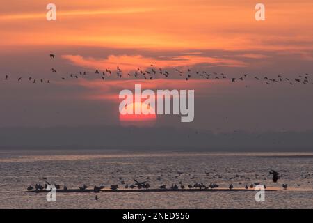 Lapwing, Peewit, Vanellus vanellus, Herde, die vor der untergehenden Sonne über Wasser fliegt und Möwen auf Schlammstreifen, Pagham Harbour, Sussex, Februar, Stockfoto