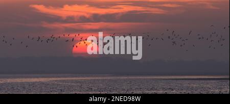 Lapwing, Peewit, Vanellus vanellus, Herde, die vor einer rot-orange untergehenden Sonne über dem Wasser im Hafen von Pagham, Sussex, Panorama im Februar fliegt Stockfoto