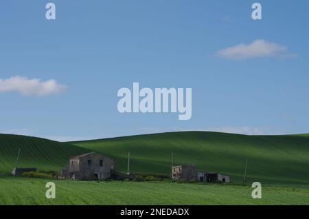 Frühling in der Landschaft von Lower Molise mit noch grünem Weizen, einem alten Bauernhaus, blauem Himmel und einigen Wolken, um die Szene zu vervollständigen Stockfoto