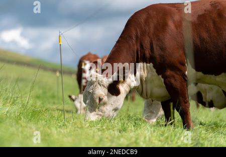 Hereford-Rinder grasen auf Weiden, hinter einem Elektrozaun. Cumbria, Großbritannien. Stockfoto