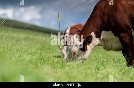 Hereford-Rinder grasen auf Weiden, hinter einem Elektrozaun. Cumbria, Großbritannien. Stockfoto