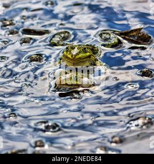 Teichfrosch (Pelophylax esculentus), paarweise im Teich schwimmen, Sound Bubbles, Meerbruchswiesen, Meerbruchwiesen, Winzlar, Naturpark Steinhuder Meer Stockfoto