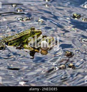 Teichfrosch (Pelophylax esculentus), paarweise im Teich schwimmen, Sound Bubbles, Meerbruchswiesen, Meerbruchwiesen, Winzlar, Naturpark Steinhuder Meer Stockfoto