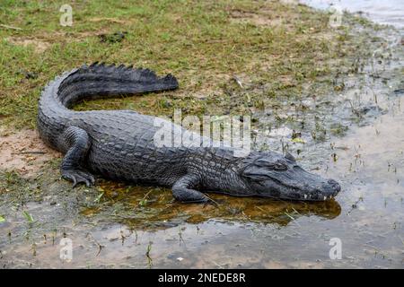 Yacare caiman (Caiman yacare), nahe Colonia Carlos Pellegrini, Esteros del Ibera, Provinz Corrientes, Argentinien Stockfoto