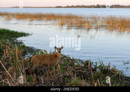 Pampahirsch (Ozotoceros bezoarticus), weiblich, in Colonia Carlos Pellegrini, Esteros del Ibera, Provinz Corrientes, Argentinien Stockfoto