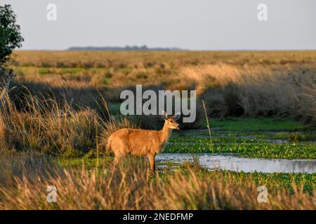 Pampahirsch (Ozotoceros bezoarticus), weibliches Tier, Cambyreta, Esteros del Ibera, Provinz Corrientes, Argentinien Stockfoto