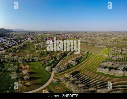 Blick auf das Dorf mit blühenden Kirschbäumen, Luftblick, Panorama, Moesbach, Schwarzwald, Ortenau, Baden-Württemberg, Deutschland Stockfoto