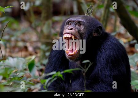 Der westafrikanische Schimpanse (Pan troglodytes verus) flechtet seine Zähne in Bossou, Region Nzerekore, Guinea Stockfoto
