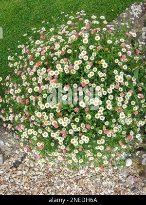 Großbritannien, England, Devon. Ein Hüttengarten. 12. Juni. Ein großer Haufen mexikanisches Fleabane, der auf einer Mauer wächst. Stockfoto