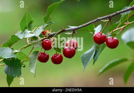Kirschen auf einem Kirschbaum, Moesbach, Schwarzwald, Ortenau, Baden-Württemberg, Deutschland Stockfoto