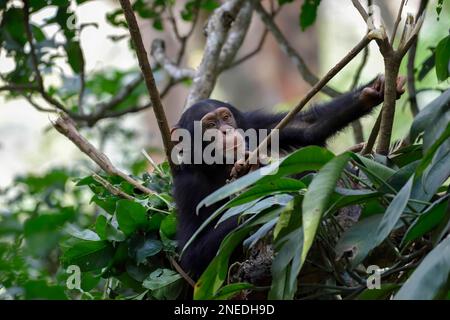 Westlicher Schimpanse (Pan troglodytes verus) in seinem Nest im Regenwald, Jungtier, wild, in der Nähe von Bossou, Region Nzerekore, Guinea Stockfoto