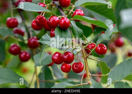 Kirschen auf einem Kirschbaum, Moesbach, Schwarzwald, Ortenau, Baden-Württemberg, Deutschland Stockfoto