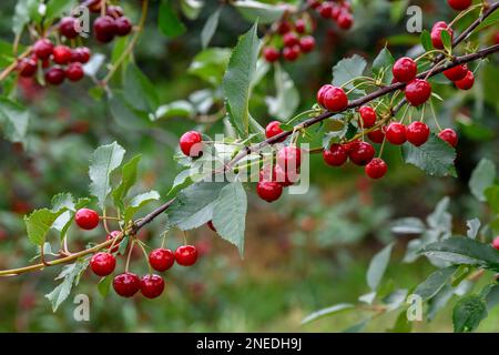 Kirschen auf einem Kirschbaum, Moesbach, Schwarzwald, Ortenau, Baden-Württemberg, Deutschland Stockfoto