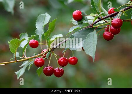 Kirschen auf einem Kirschbaum, Moesbach, Schwarzwald, Ortenau, Baden-Württemberg, Deutschland Stockfoto