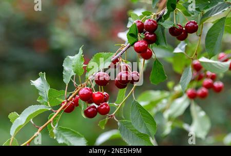 Kirschen auf einem Kirschbaum, Moesbach, Schwarzwald, Ortenau, Baden-Württemberg, Deutschland Stockfoto