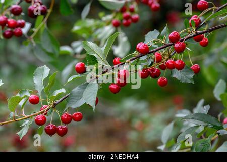 Kirschen auf einem Kirschbaum, Moesbach, Schwarzwald, Ortenau, Baden-Württemberg, Deutschland Stockfoto